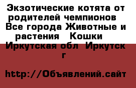  Экзотические котята от родителей чемпионов - Все города Животные и растения » Кошки   . Иркутская обл.,Иркутск г.